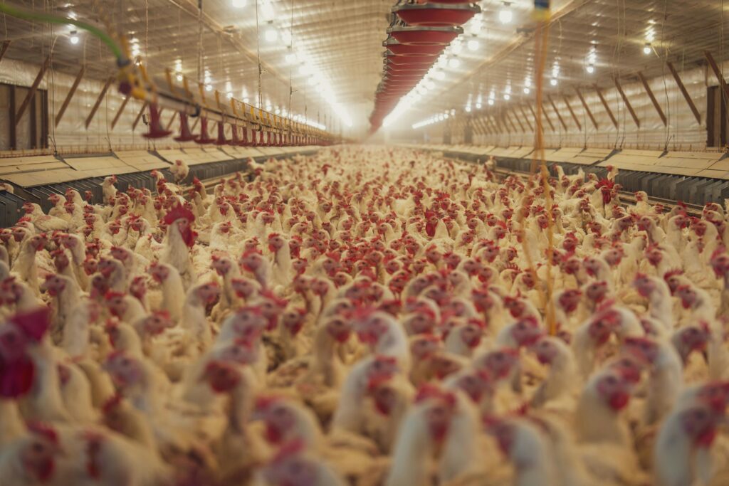 Extensive view of a poultry farm filled with numerous white chickens raised indoors.